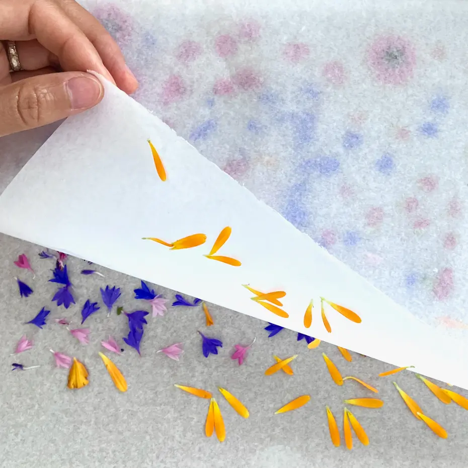 Pétales de fleurs séchées Séchage de pétales de fleurs pour création d'herbier